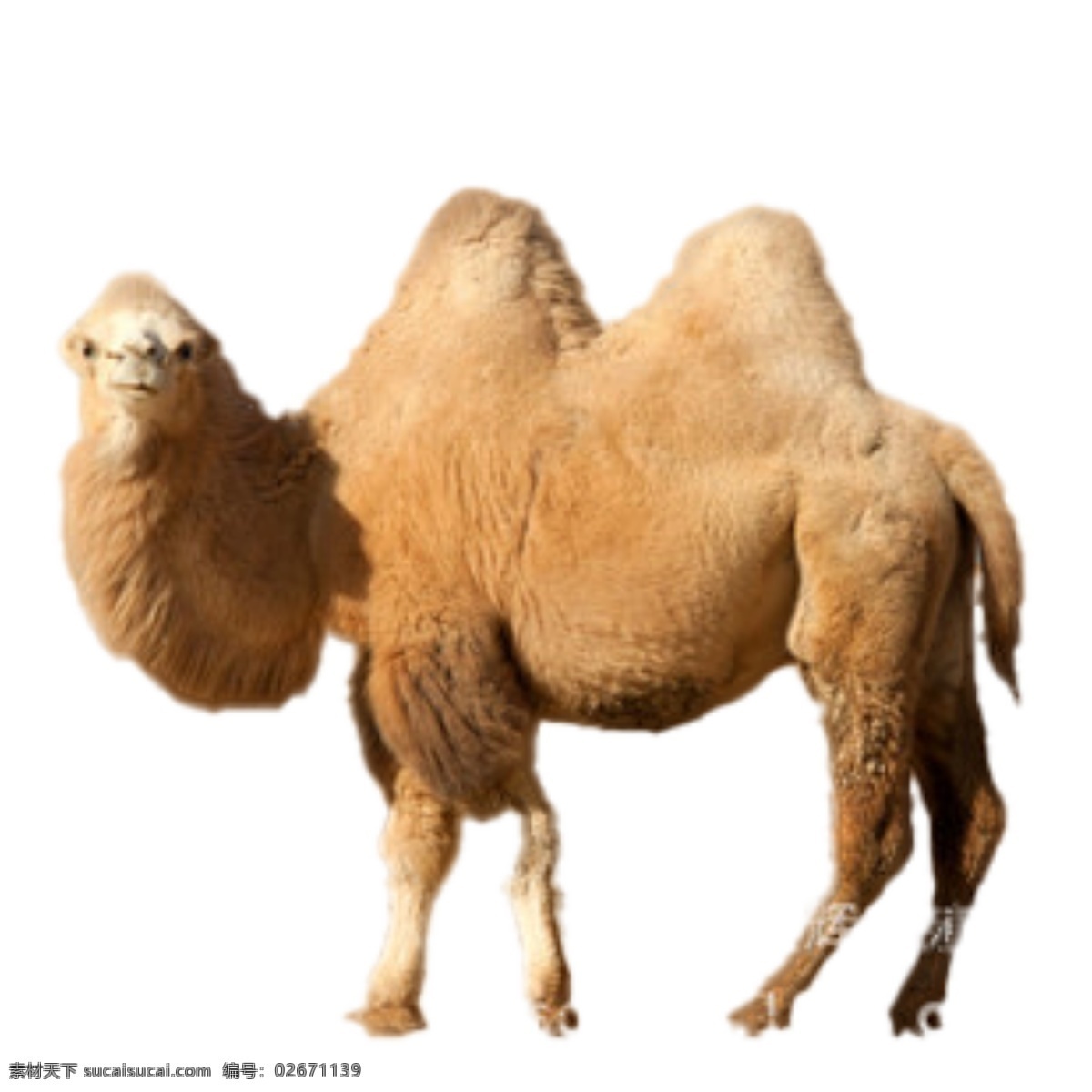 骆驼图片 骆驼 母骆驼 小骆驼 骆驼宝宝 生物世界 家禽家畜