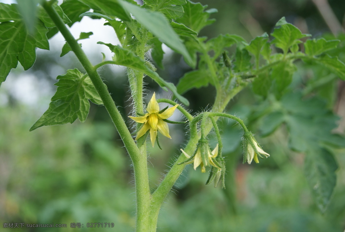 西红柿花 蔬菜花卉 田园花卉 黄色花卉 生物世界 花草