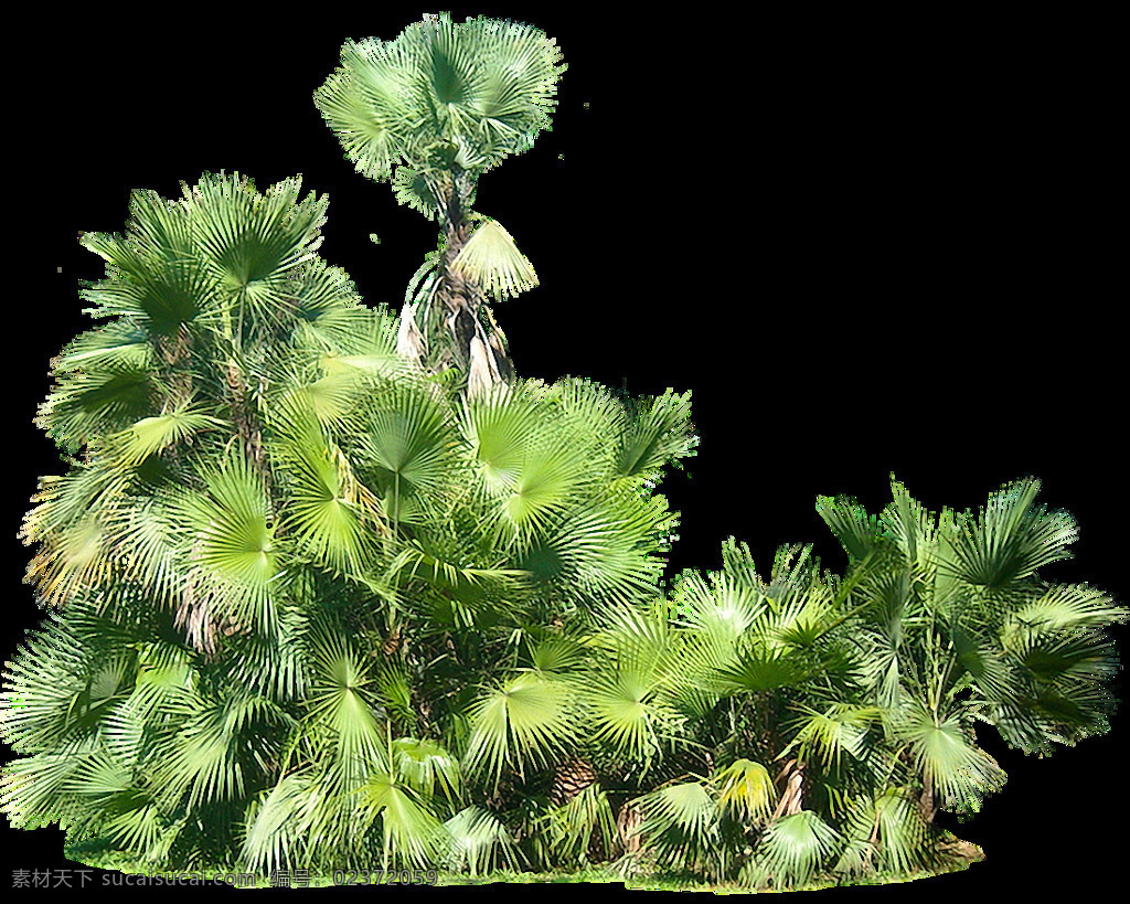 绿色 热带 植物 免 抠 透明 图 层 绿色热带植物 树叶图片 美丽植物图片 大全 大图 唯美 小 清新 手绘植物图片 花卉图片 背景图片 品种 名称