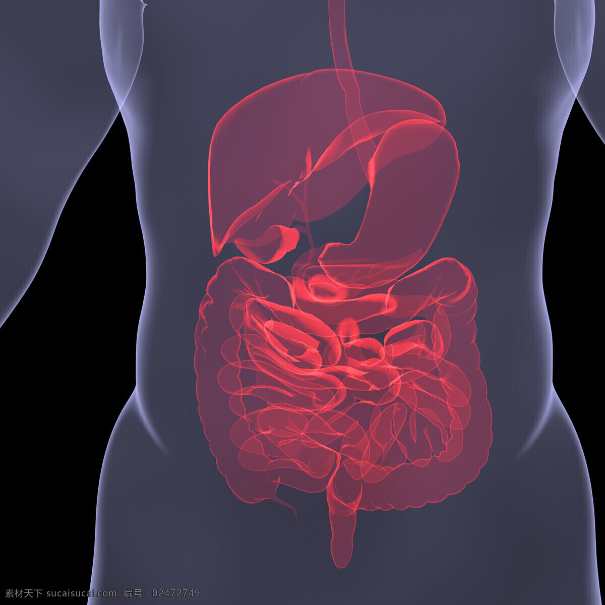 人体 内脏 器官 肠 肝脏 胃部 人体内部器官 医疗科学 医学 人体器官 医疗护理 现代科技