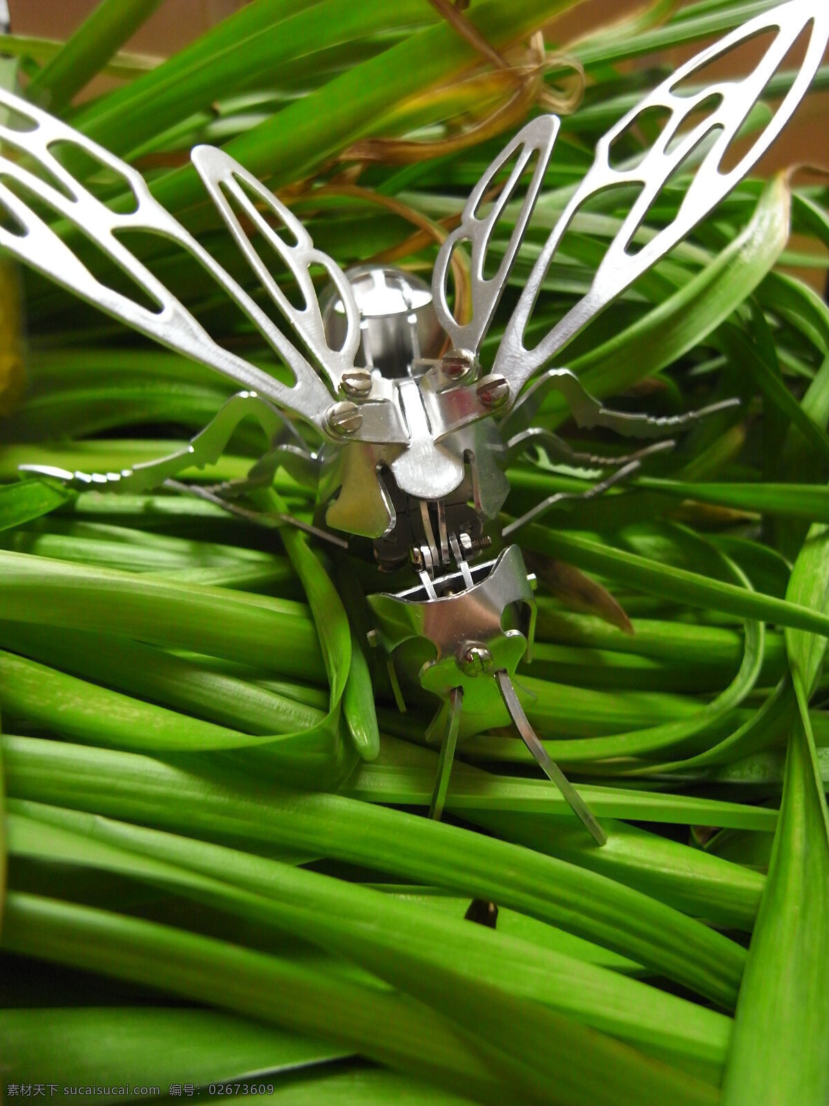 不朽 昆虫 生物世界 手工 艺术品 不朽昆虫 这样存在 不朽的昆虫