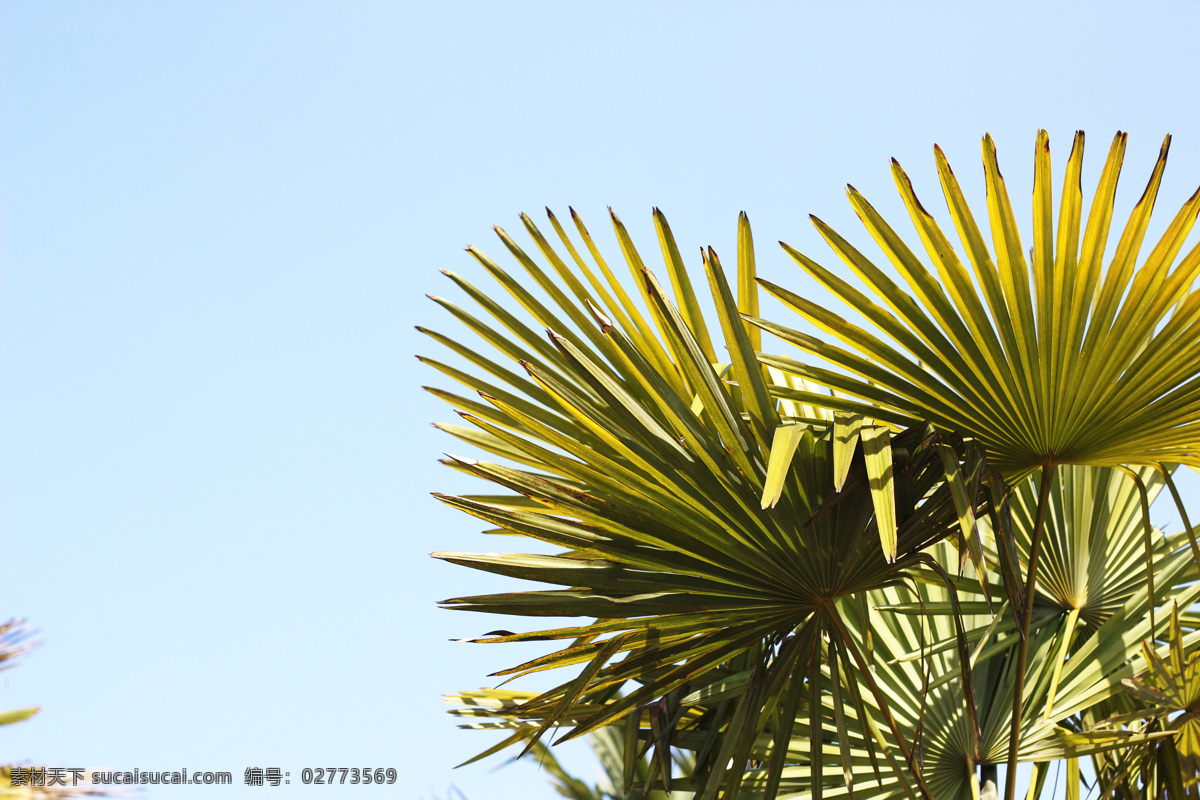 棕榈树 树木 园林 绿化 绿色 叶子 生物世界 树木树叶