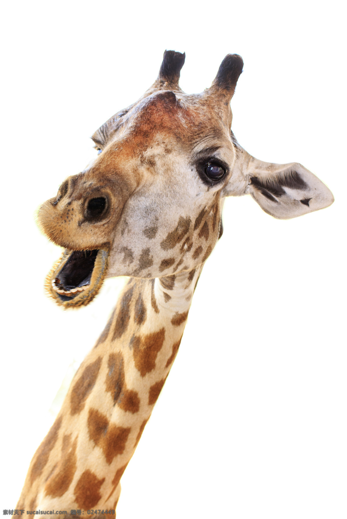 张大 嘴 长颈鹿 张嘴 动物 动物世界 动物摄影 陆地动物 生物世界