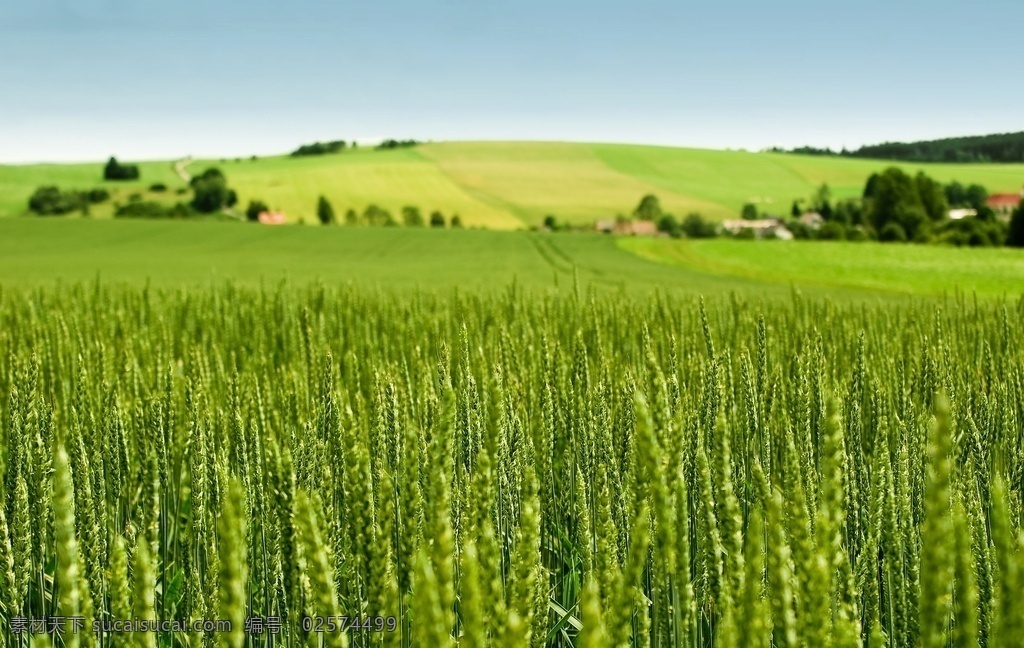 绿色 麦浪 麦穗 小麦 自然风景 美景 青色土地 农田 风光 麦田特写 粮食 植物 背景 自由 生长 环境 绿色麦田 自然景观 田园风光