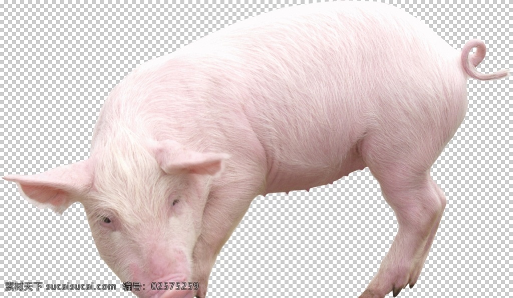 可爱动物小猪 动物 小猪 肥猪 家养动物 粉色小猪 可爱小猪 生物世界