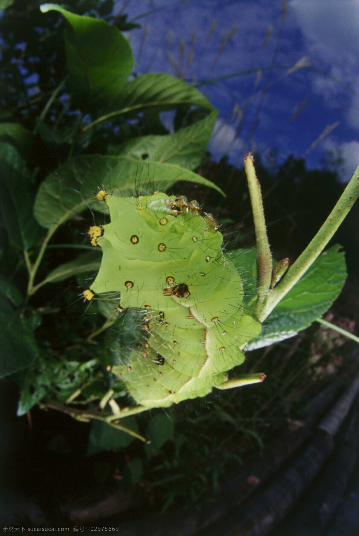 吃 叶子 昆虫 吃叶子 绿叶 昆虫摄影 动物 动物素材 自然 自然风光 大自然 森林 草 图片背景 田野 野外 昆虫世界 生物世界