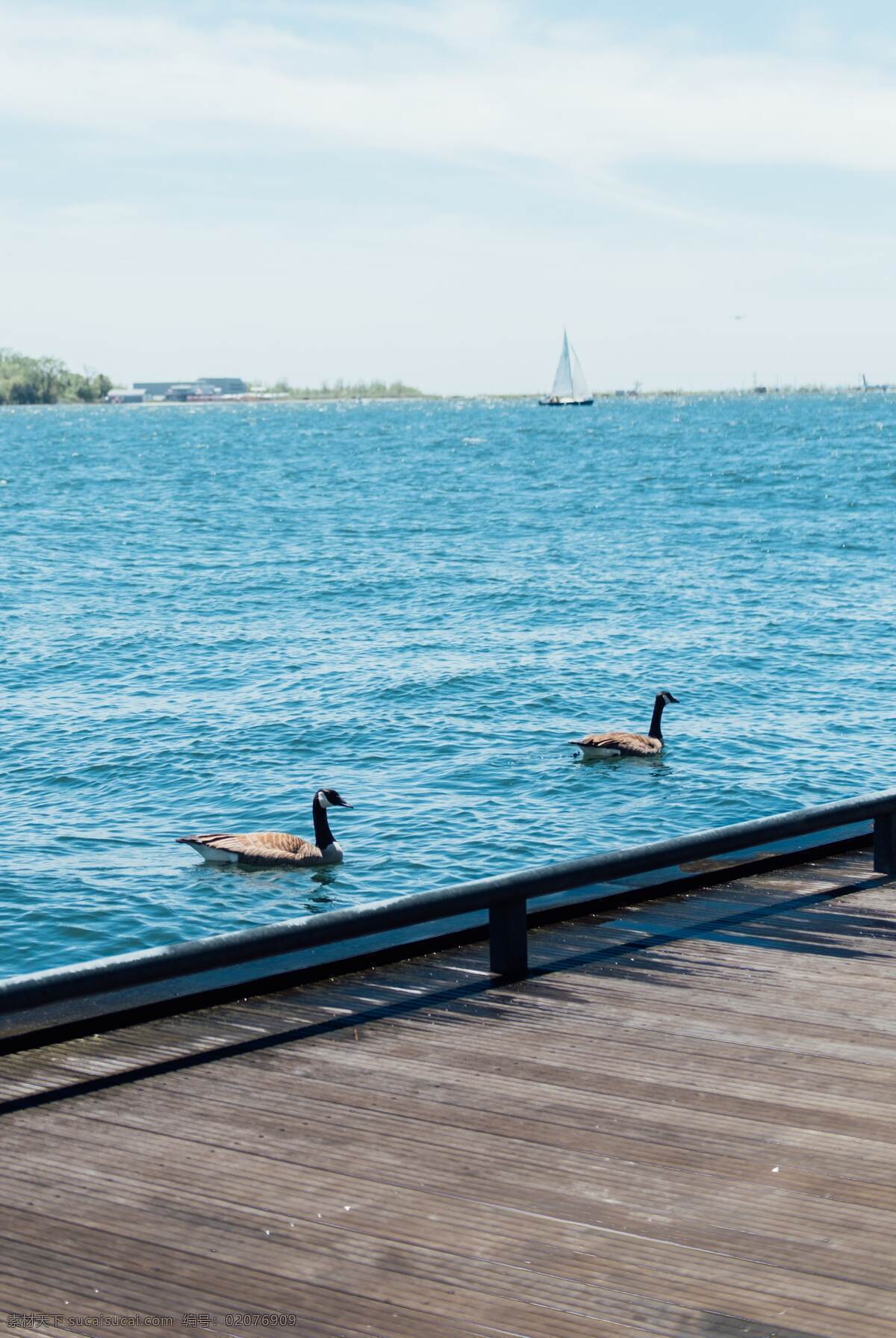 湖泊 湖面 水鸟 鸭子 野鸭 蓝色 海报背景 壁纸 海洋沙滩水面 自然景观 山水风景