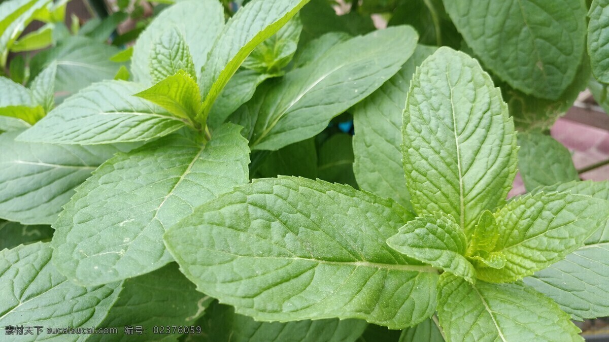 田园风光 随拍 别称 野薄荷 夜息香 植物 绿色 仁丹草 见肿消 中草药 薄荷花 银丹草 藿香 紫苏 薄荷 石菖蒲 自然景观