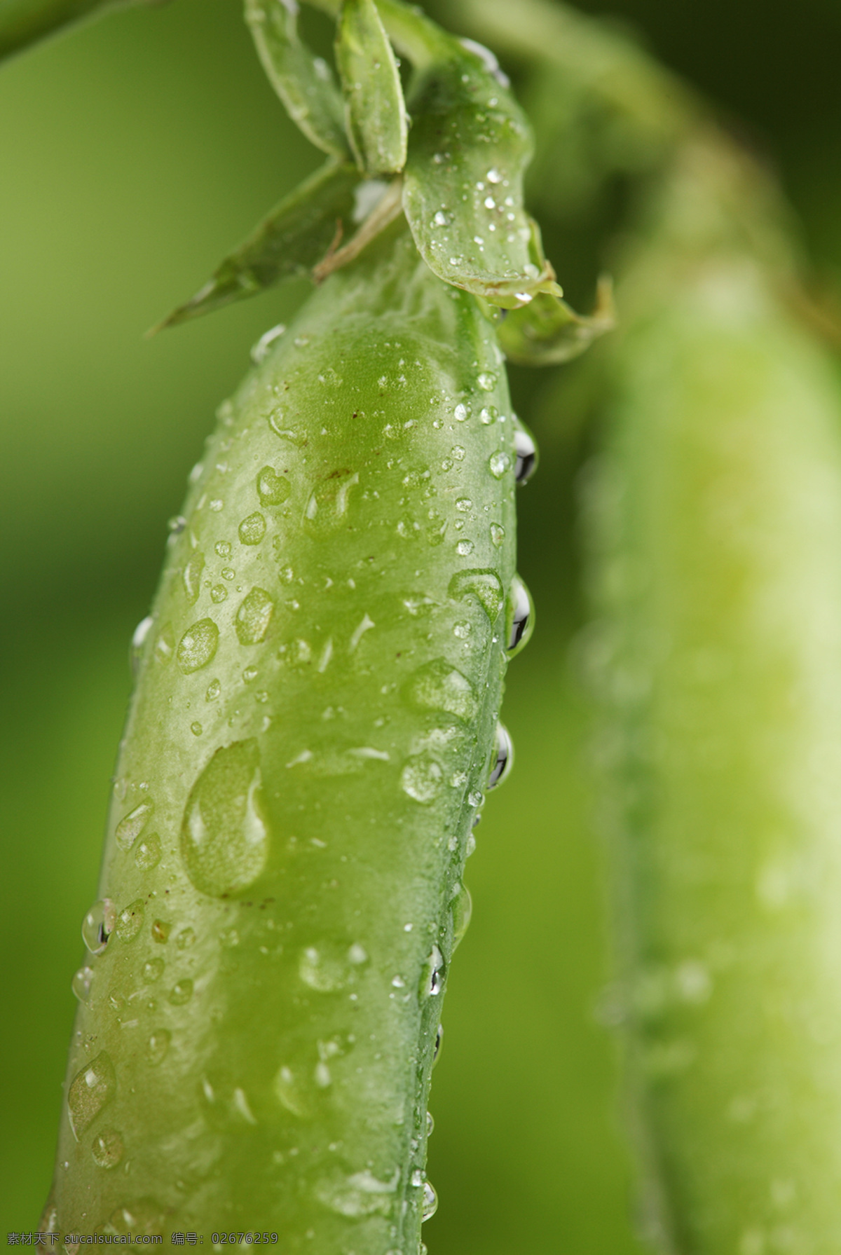 豆角 豆类 露水 露珠 农作物 生物世界 蔬菜 四季豆 水珠 晨露 刀豆 新鲜蔬菜 新鲜 高清蔬菜图 风景 生活 旅游餐饮
