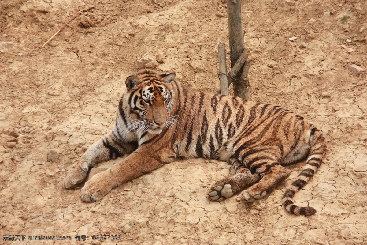 老虎 动物 动物园 儿童节 亲子 生物世界 野生动物 游玩 节日素材 六一儿童节