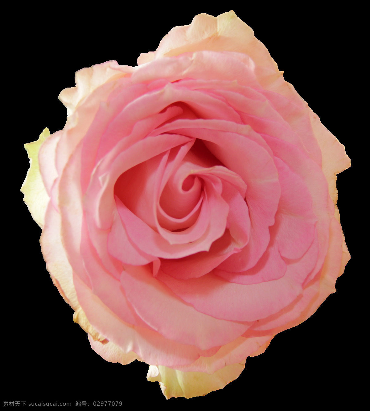 粉色 玫瑰 花朵 图案 玫瑰花 植物 情人节 鲜花 装饰 复古色调