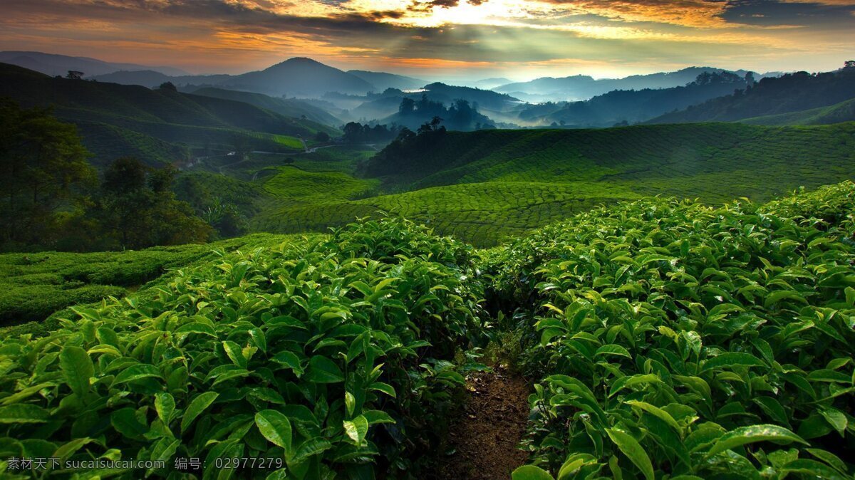 茶叶茶山壁纸 壁纸 电脑壁纸 茶叶广告图 茶叶茶山 茶山广告 墙纸自己收藏 室外广告设计