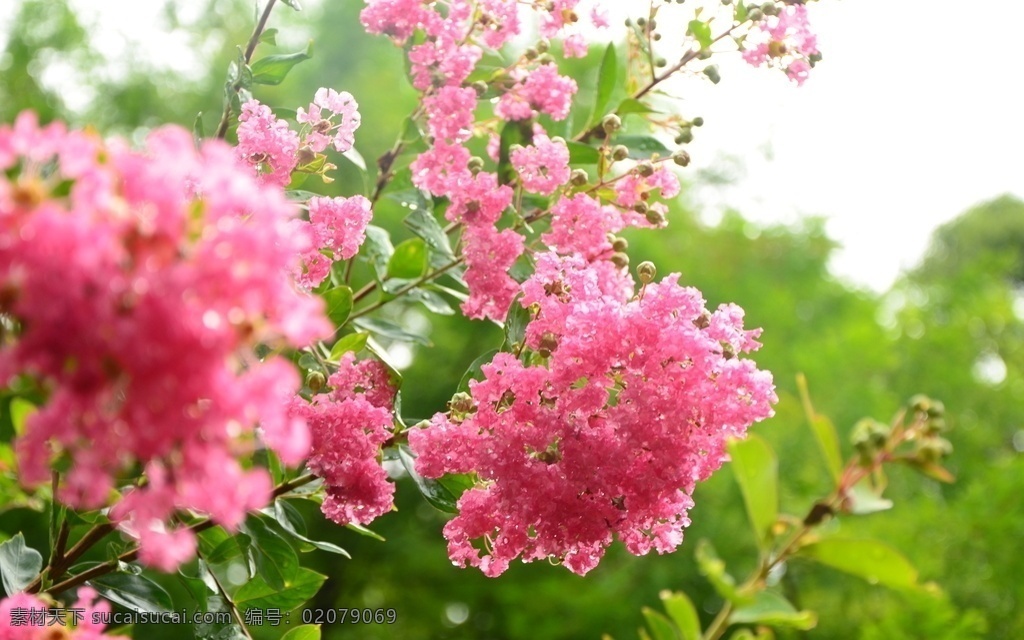 紫薇花 紫薇树 红色花 花卉 绿叶 园林美景 满堂红 灌木 紫薇 枝叶 花儿 园林绿化 绿化景观 生物世界 花草 其他花草