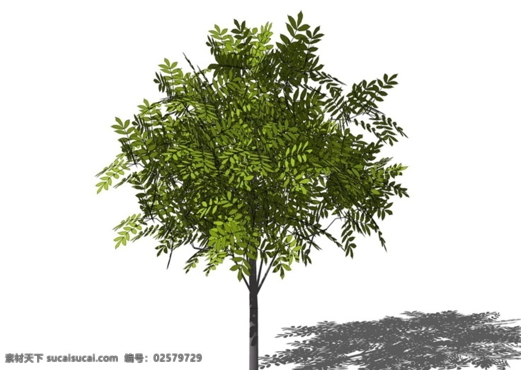 3d 植物 树 su 模型 植物树 su模型 skp sketchup 3d设计 室外模型