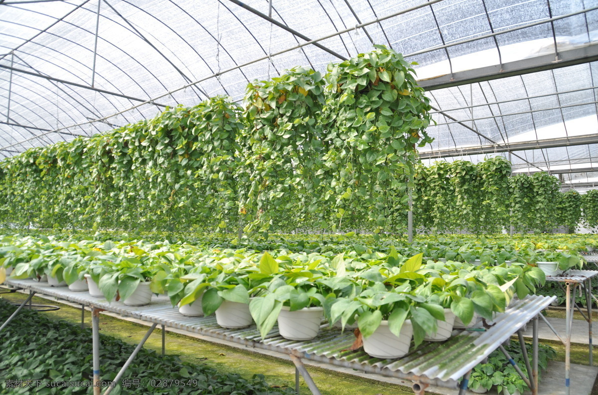 珍珠吊兰 室内植物 温室种植 花卉 绿色 科学种植 花场 集约化生产 环保 环境 绿化 生活素材 现代科技 农业生产