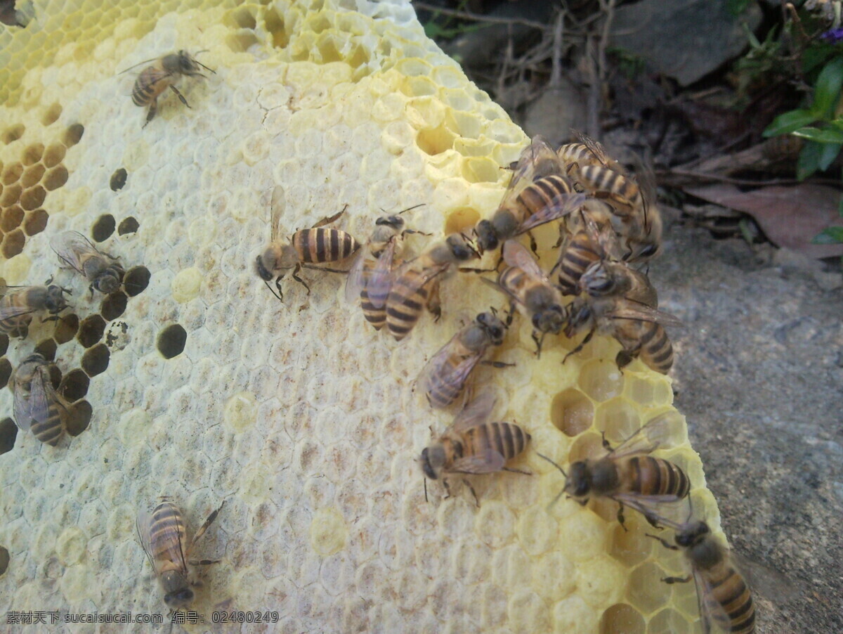 蜜蜂 蜂巢 昆虫 生物世界 蜜蜂与蜂巢