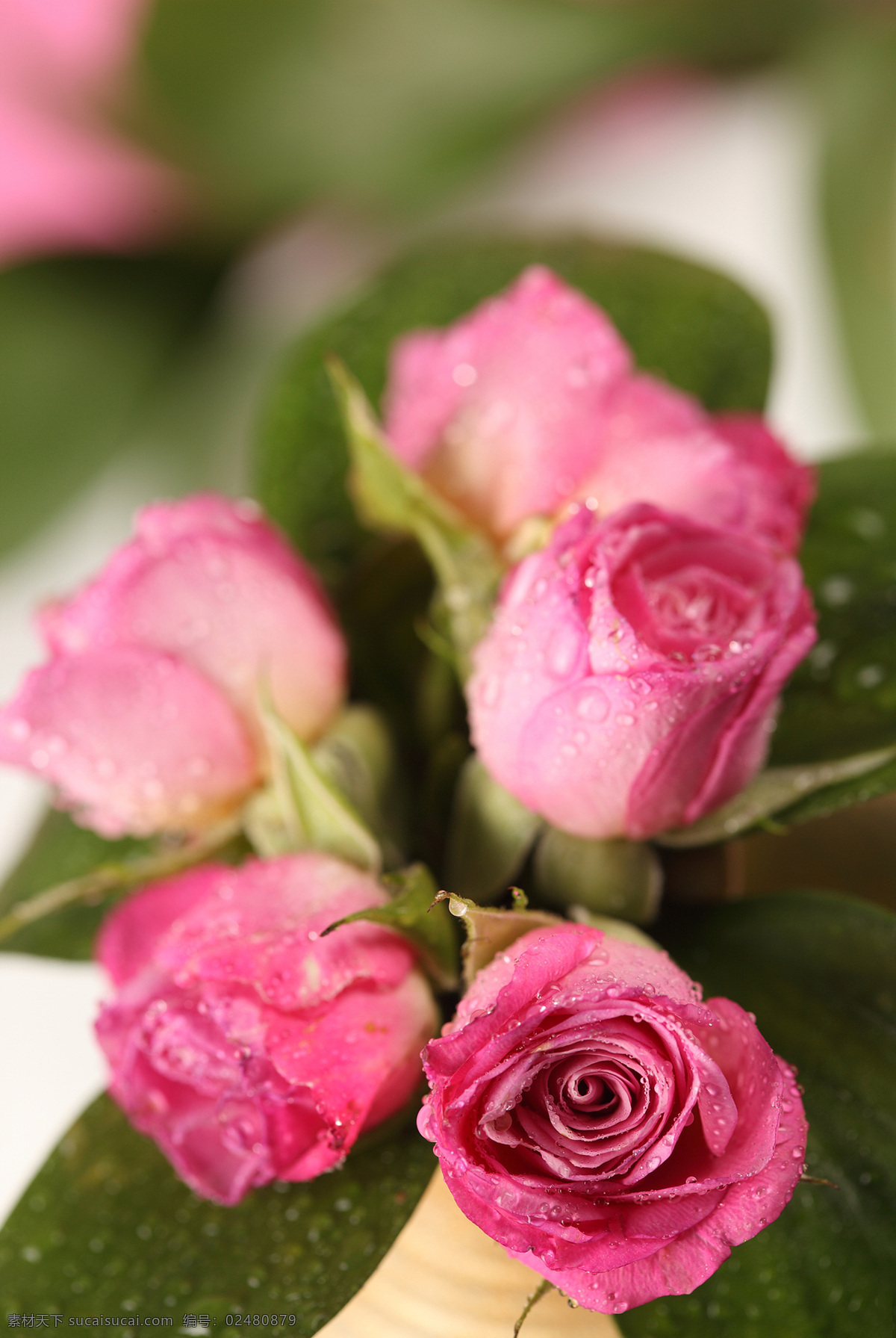 沾满 水珠 玫瑰花 鲜花 花朵 花卉 花草树木 生物世界 粉色