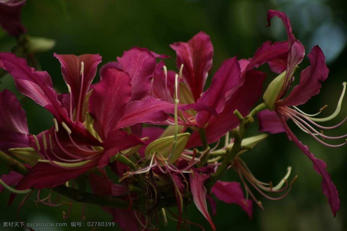 百合花 花卉 热带植物 花卉写真 红色的花 花草 生物世界