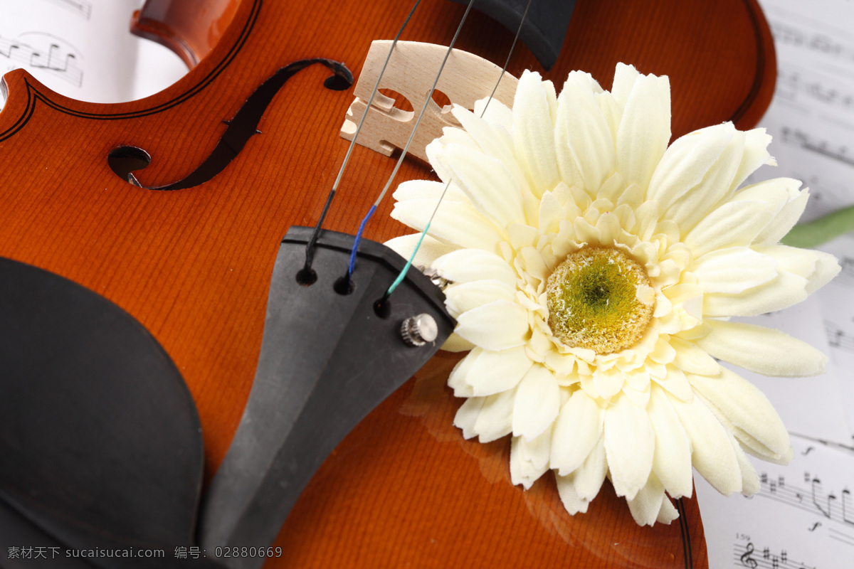 高清图片素材 菊花 乐谱 文化艺术 舞蹈音乐 小提琴 音符 局部 特写 高清小提琴 中提琴 psd源文件