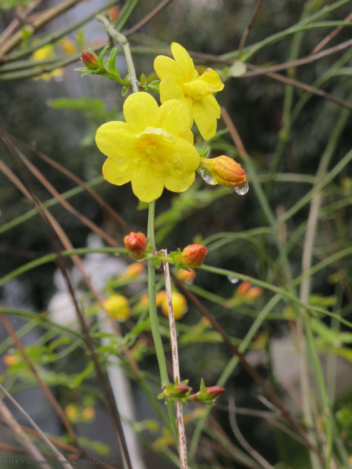 迎春花 黄色 水珠 花蕾 枝条 橙色 花草 生物世界