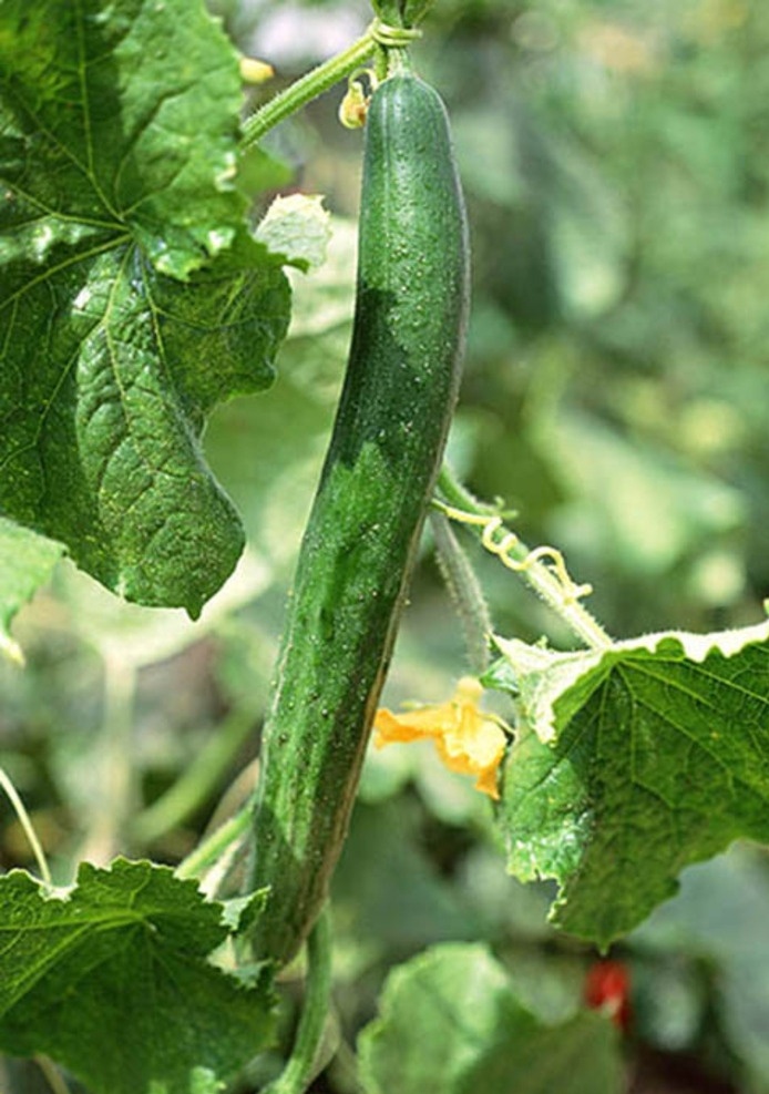 黄瓜藤 夏天 青瓜 蔬菜 清凉 菜园 生物世界