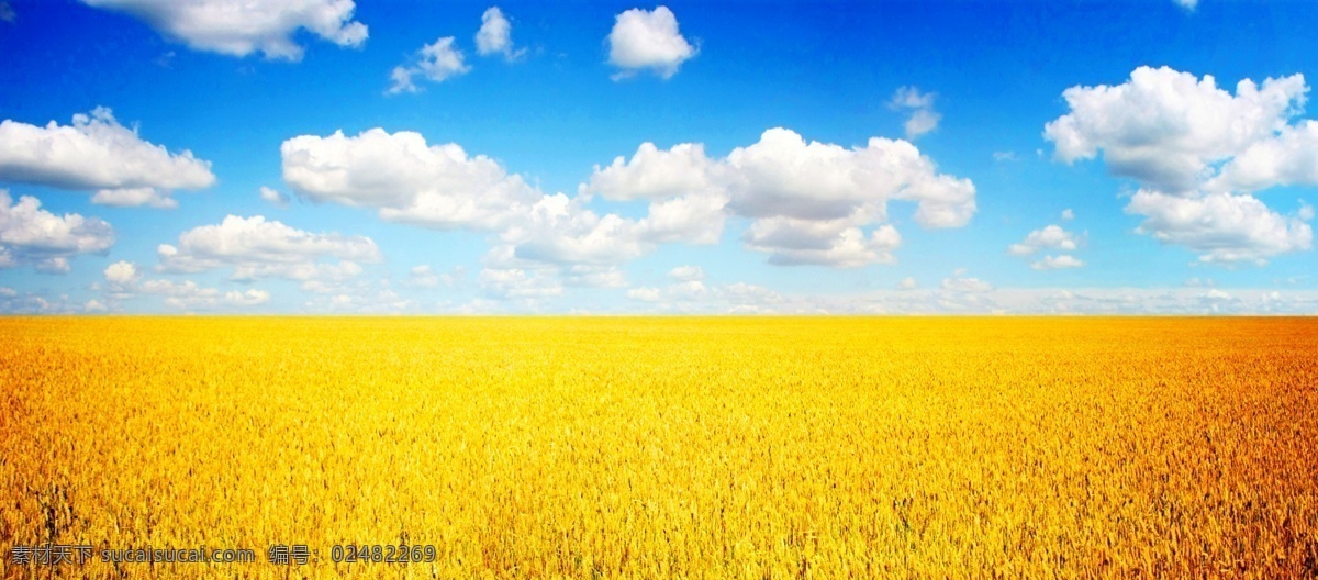高清金色麦田 麦子 风光 蓝天白云 野外 空旷 稻田风光 高清图片 丰收 麦田 金黄 丰收的秋天