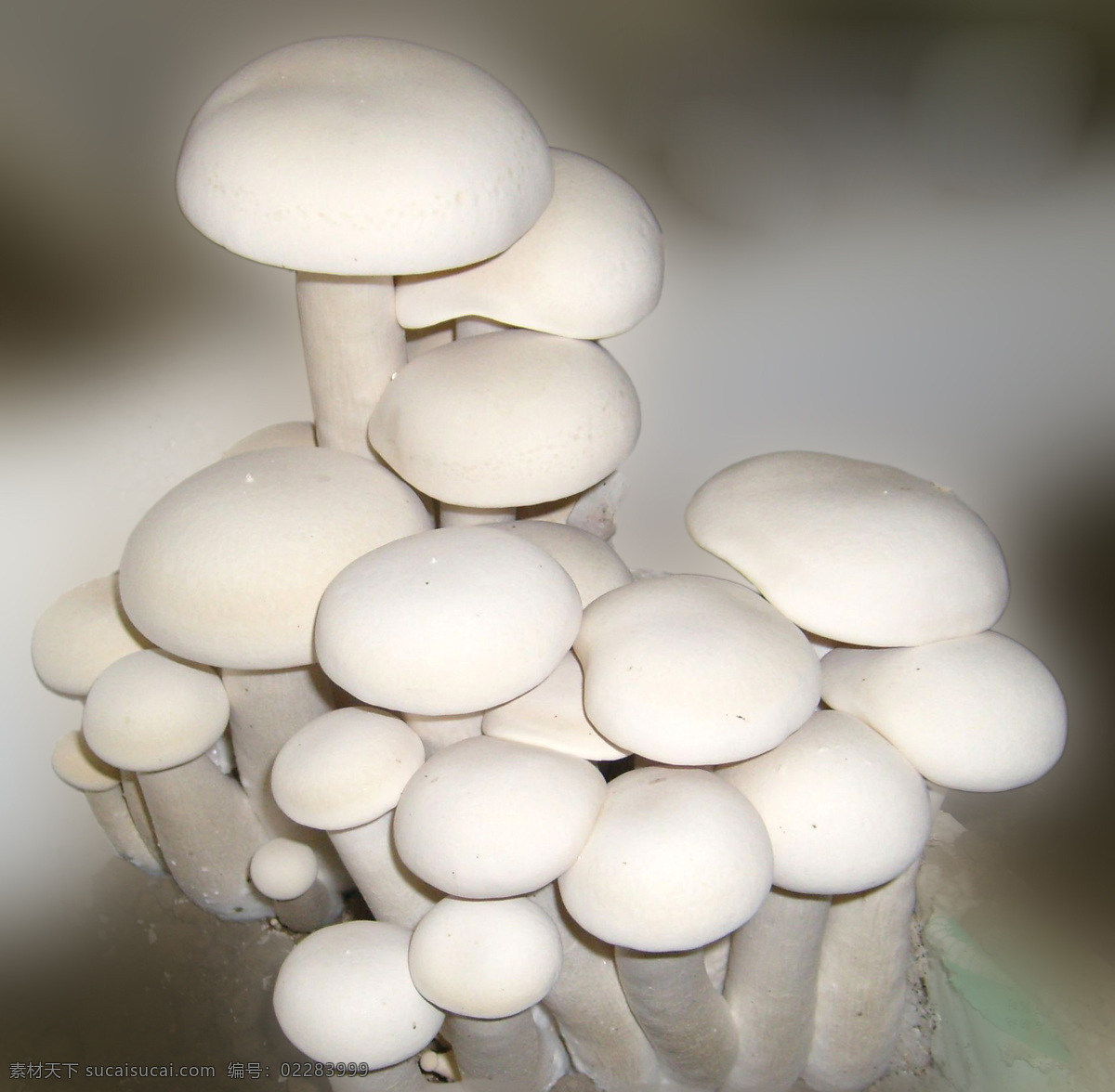 金针菇 蘑菇 平菇 瓶装 金福菇