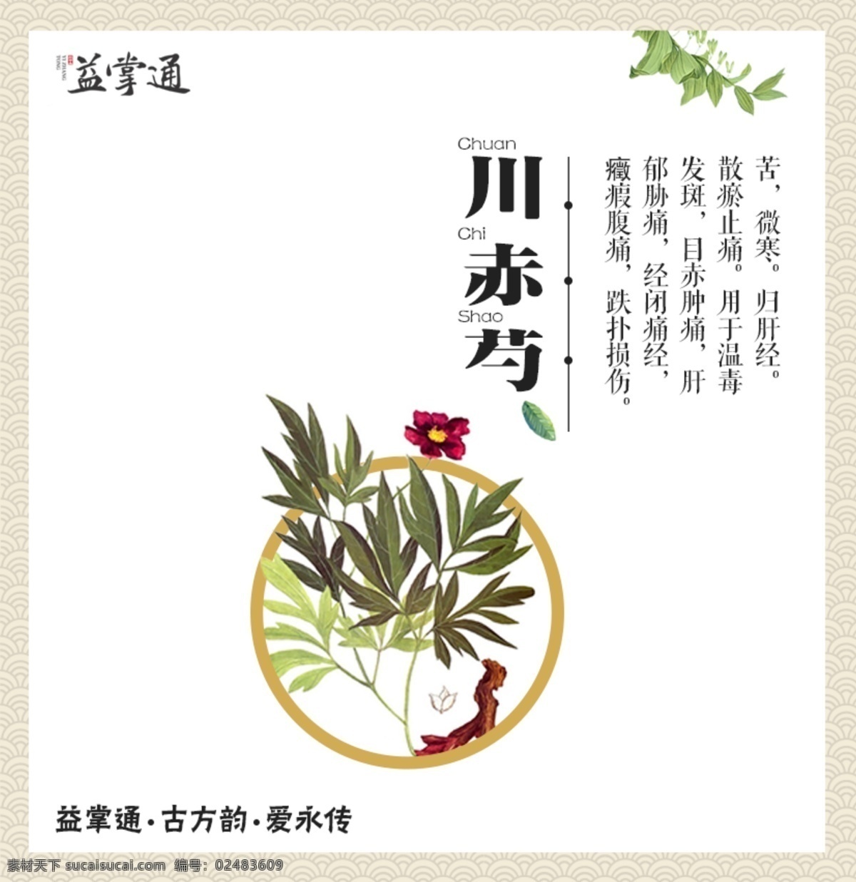 川赤芍 草药 益掌通 草 植物 中药 分层