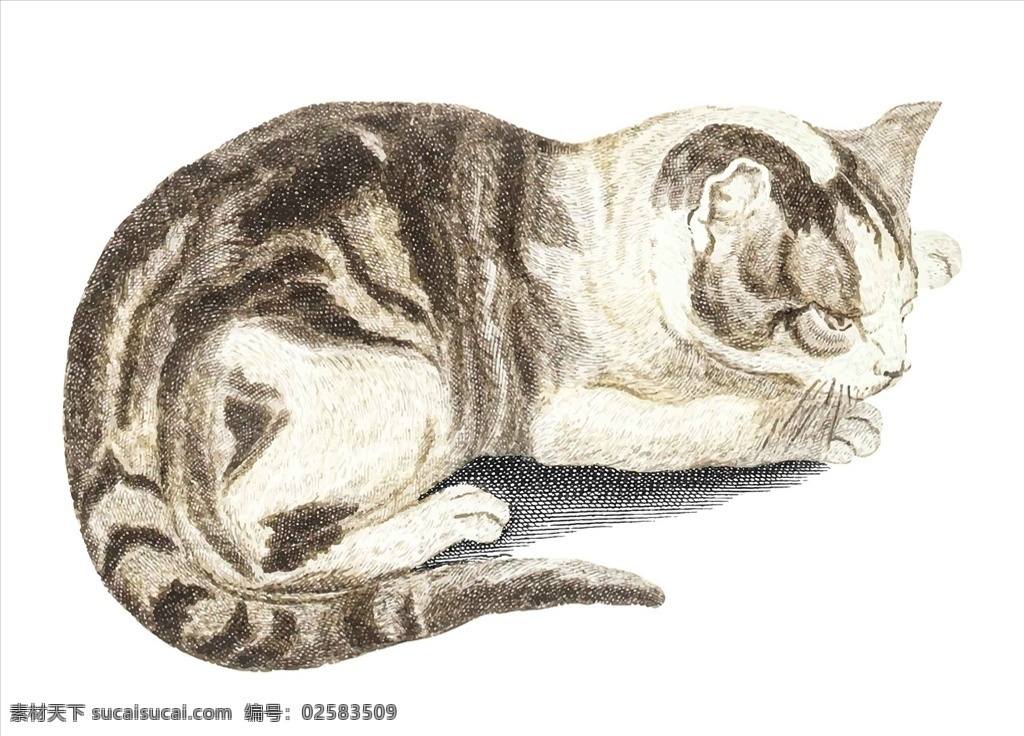 矢量猫 卡通猫 手绘猫 猫插画 猫插图 水彩猫 素描猫 彩色猫 猫绘画 速写猫 动物 生物世界 野生动物