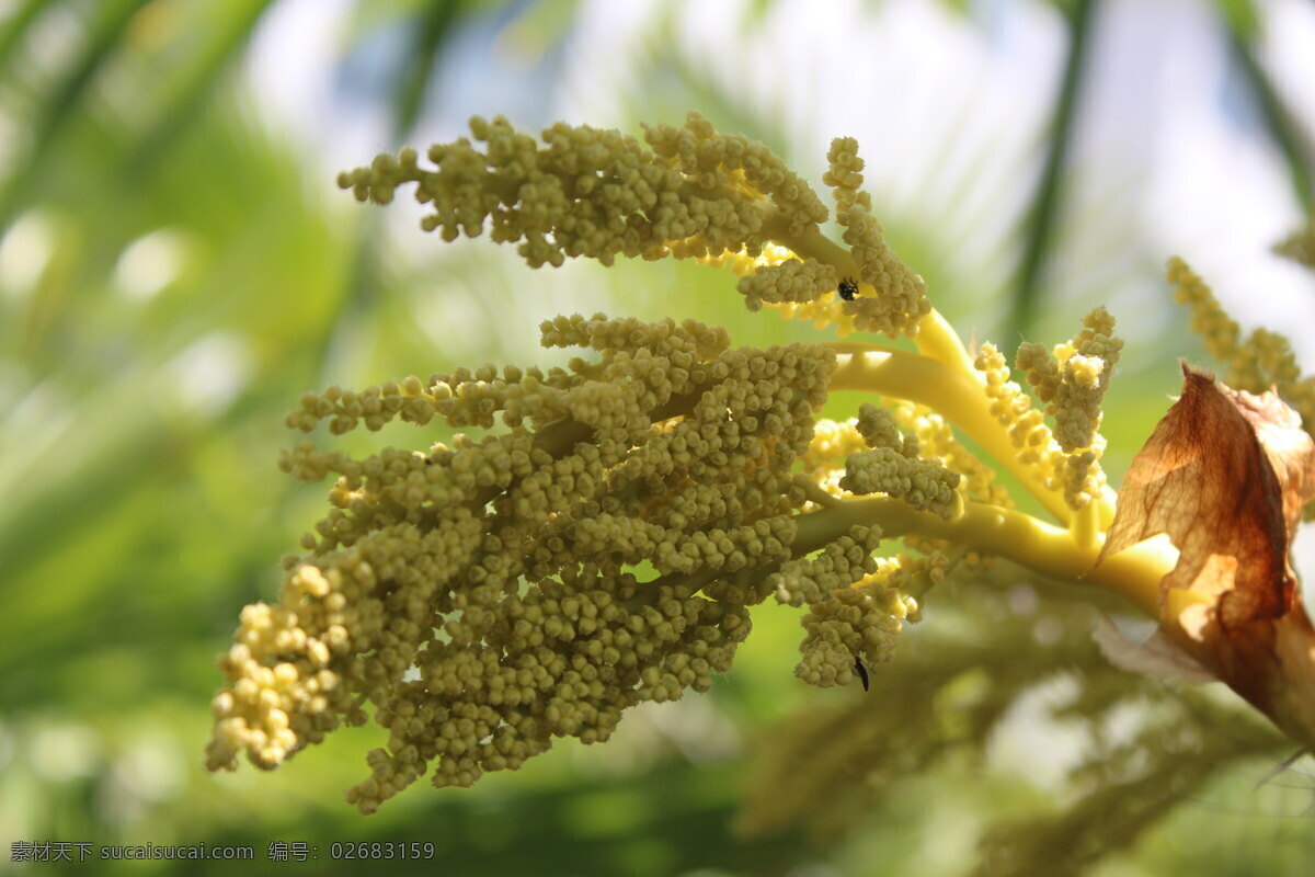 花 花卉 花卉摄影 花卉素材 设计素材 生物世界 树木树叶 棕榈 棕榈花 四月花 浅色花 黄色花卉 春季花卉 植物 园林植物 景观花卉 园林景观 psd源文件