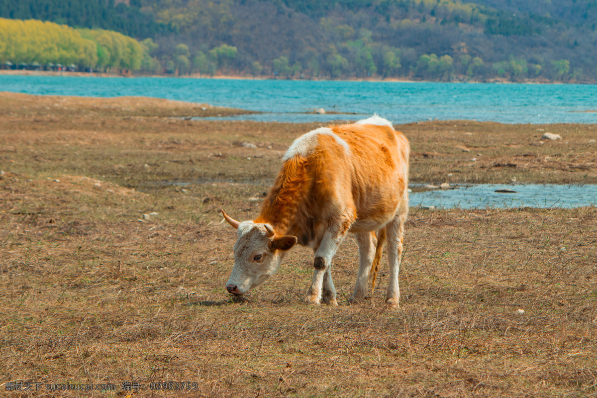 河 岸边 吃 草 小 黄牛 河岸 草原 戈壁 动物 老牛 吃草 牛 耕地 家畜 牲畜 小黄牛