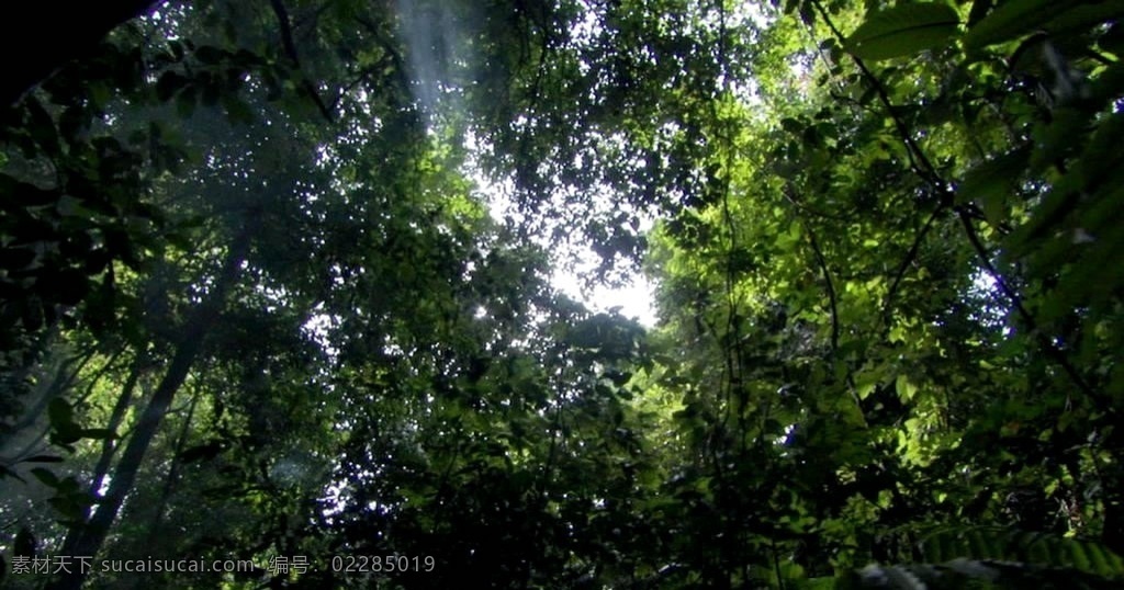 森林 树 树下 树荫 风景 景色 背景 舞台背景 视频 多媒体 实拍视频 自然风光 mov