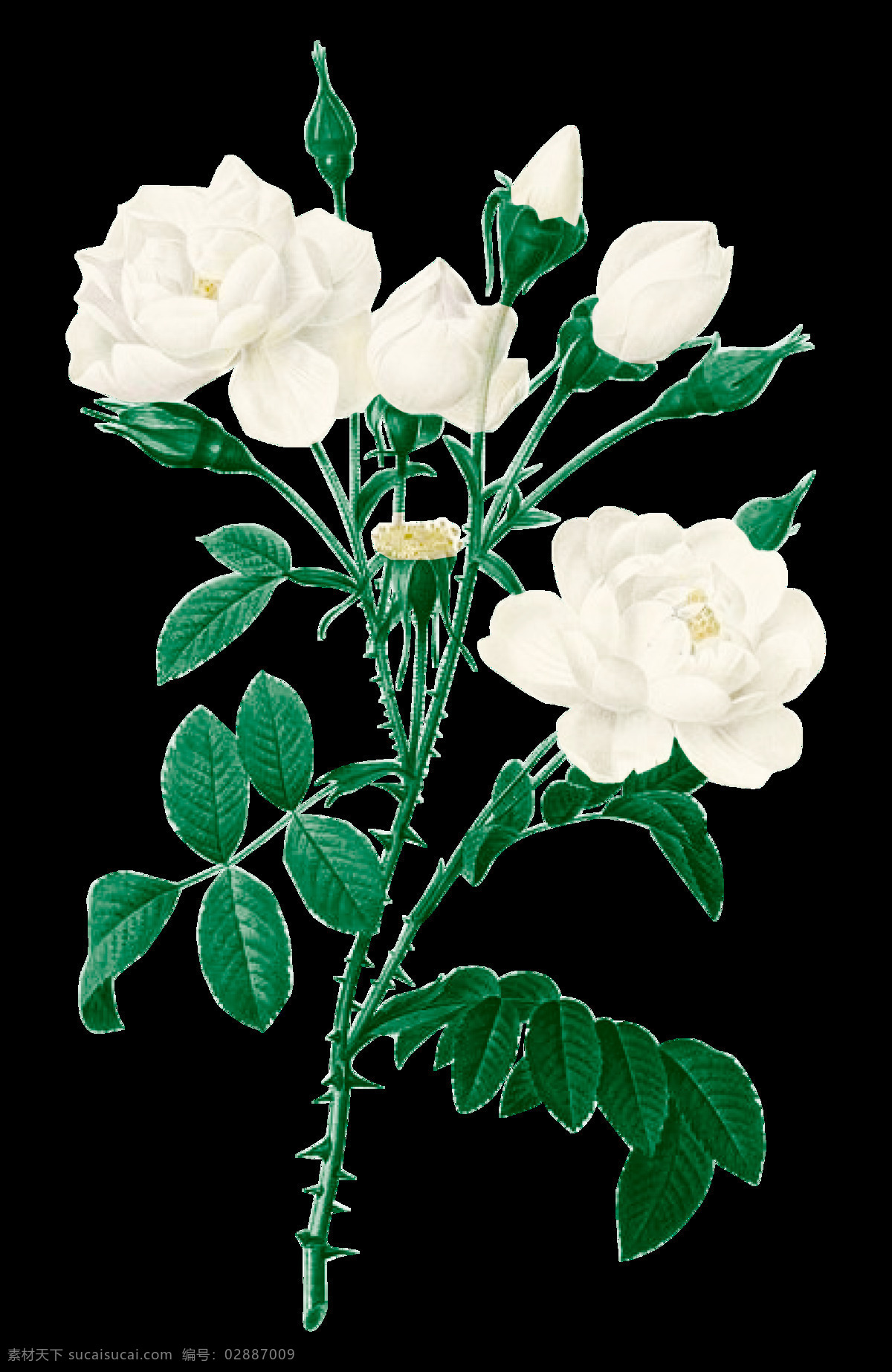 清新 白色 纯洁 花艺 装饰 元素 白色花朵 花瓣 花瓣素材 绿叶 唯美素材