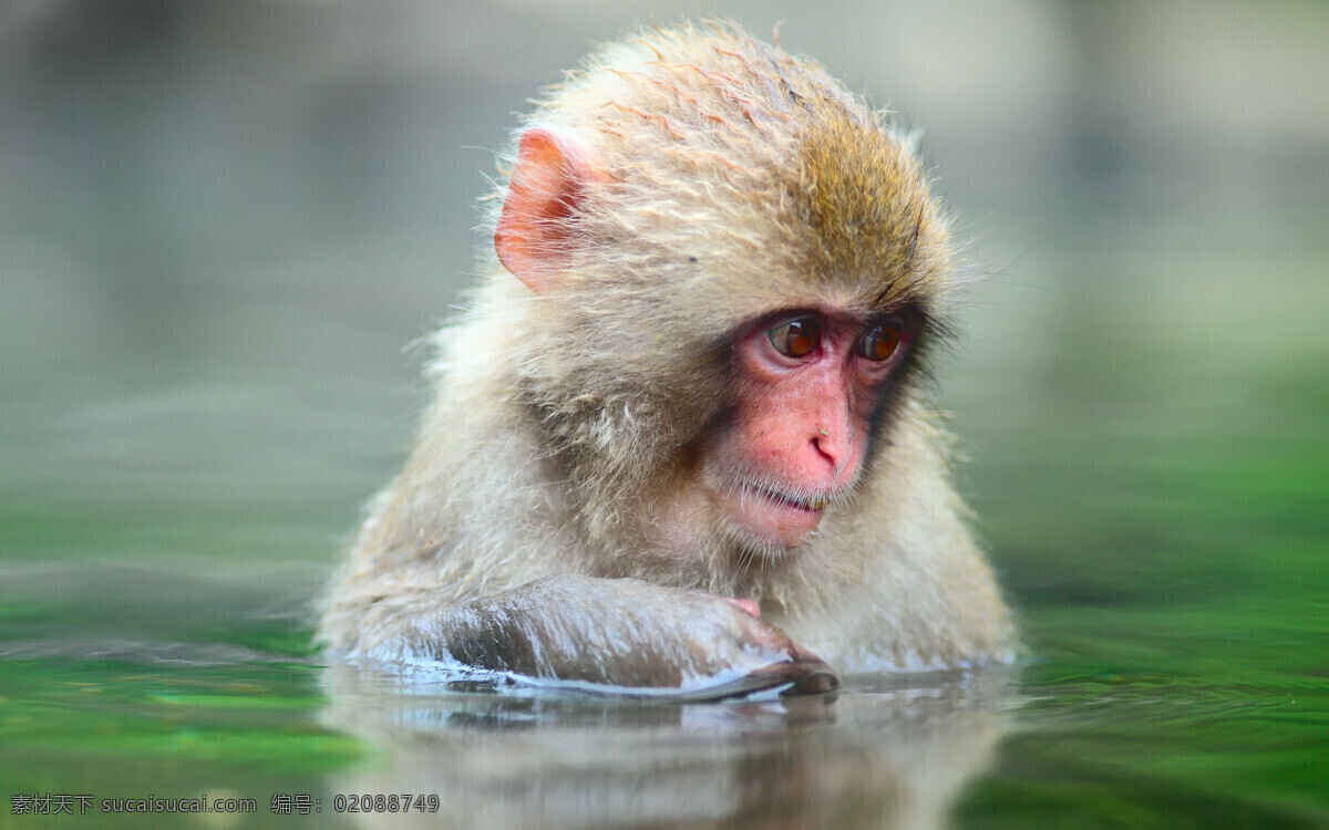 大猩猩 黑猩猩 野生动物 保护动物 猿猴 动物园 灵长类 猴子 小猴子 狒狒 生物世界