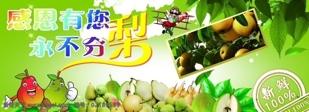 联华 香梨 节 围 围边 砂糖梨 丰水梨 砀山梨 分层
