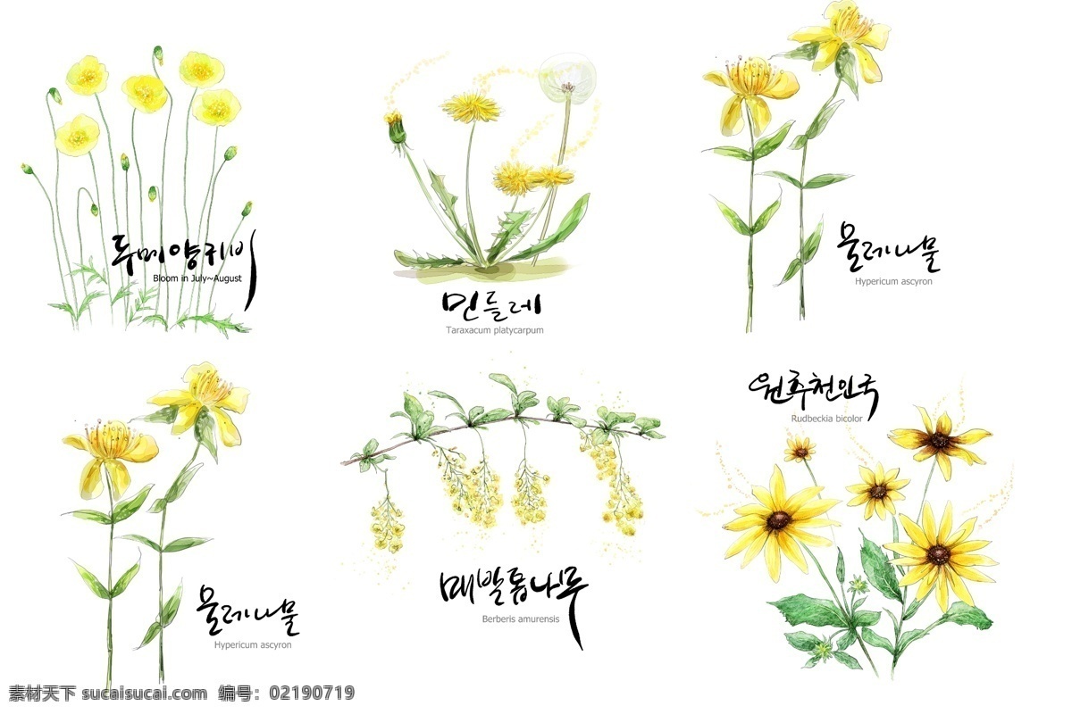 韩国手绘花朵 韩国 手绘 花朵 黄色 小花 菊花 郁金香 蒲公英 风景 分层 源文件