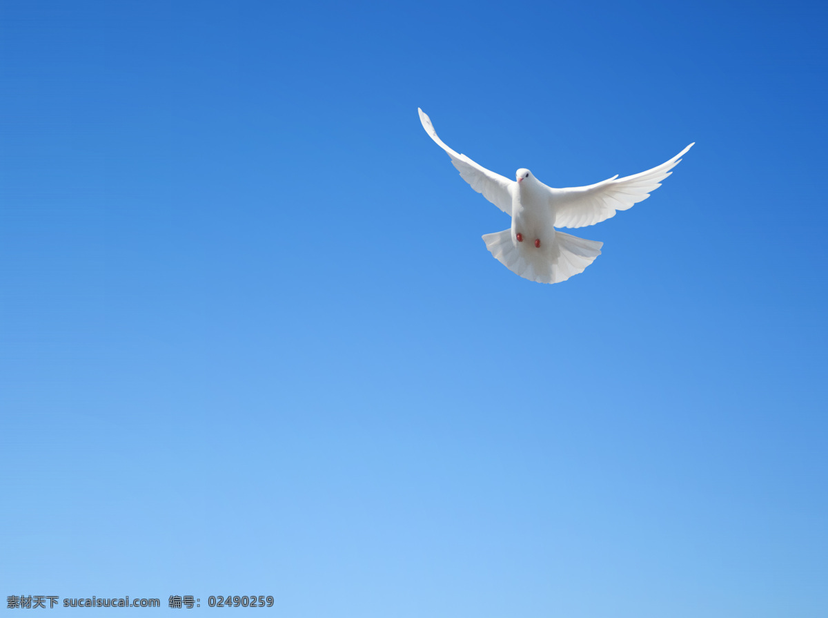 蓝天 飞翔 鸽子 白鸽 和平鸽 飞翔的白鸽 天空 空中飞鸟 生物世界