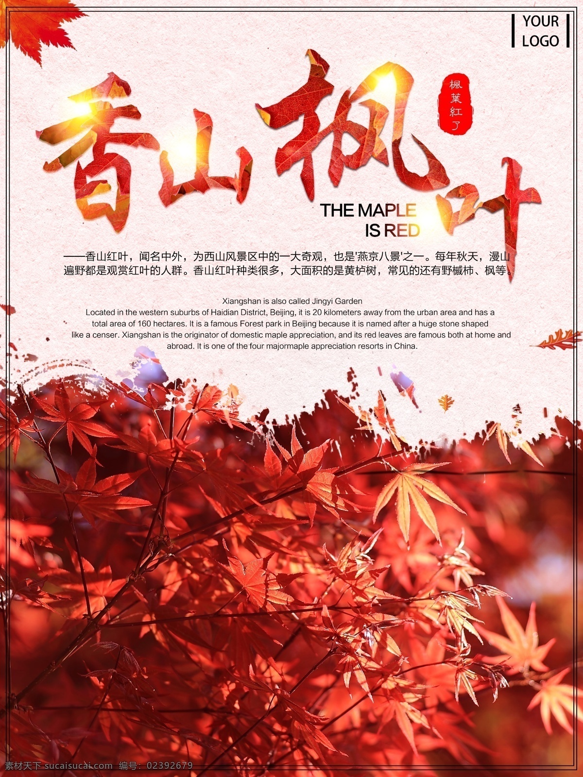 香山 枫叶 红枫 旅游 简约 小 清新 海报
