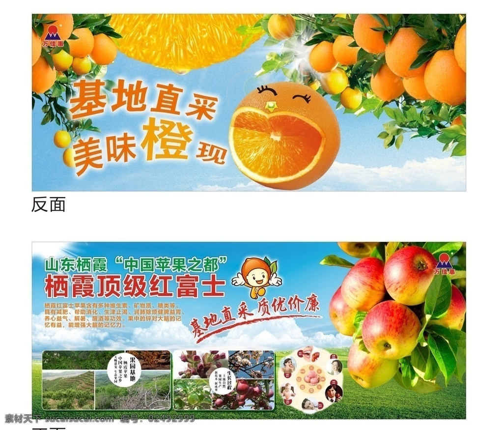 水果 水果展板 水果吊牌 橙子 栖霞 苹果 红富士 柳橙 山东红富士 基地直采 橙汁 绿色水果 水果装饰 水果围板 水果广告