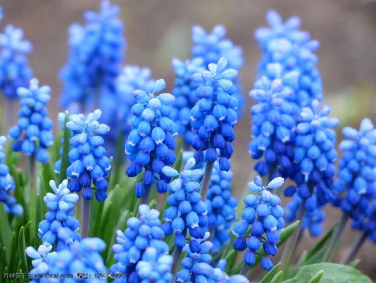 蓝色花 花 美丽 背景 海报 元素 插画 生物世界 花草