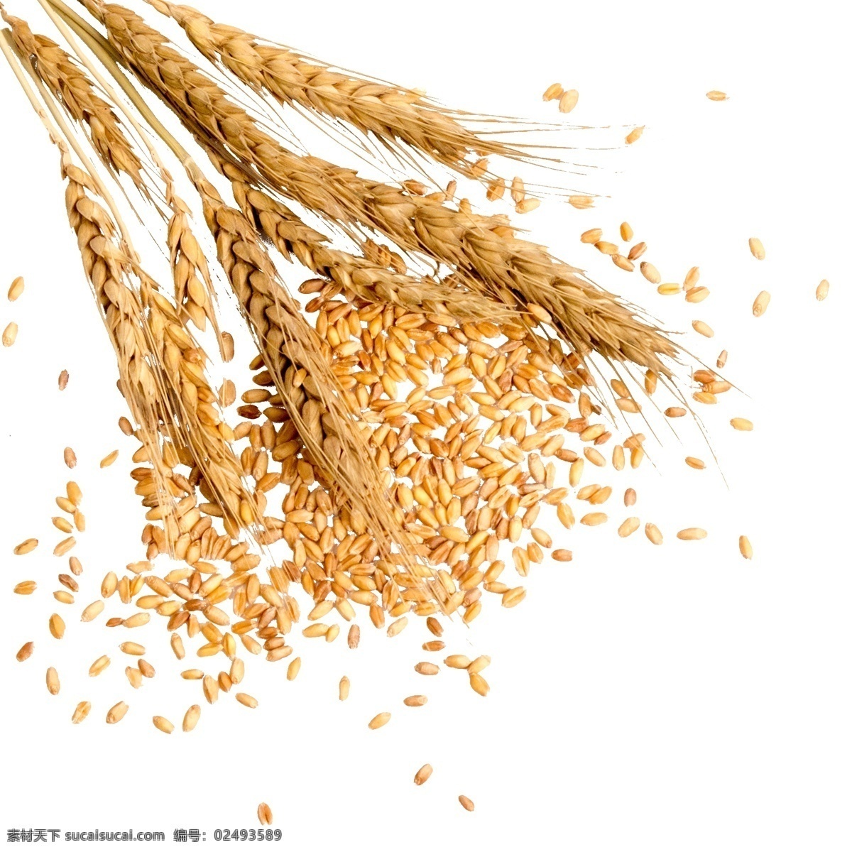 麦穗 稻穗 小麦 稻谷 合成 海报 png格式