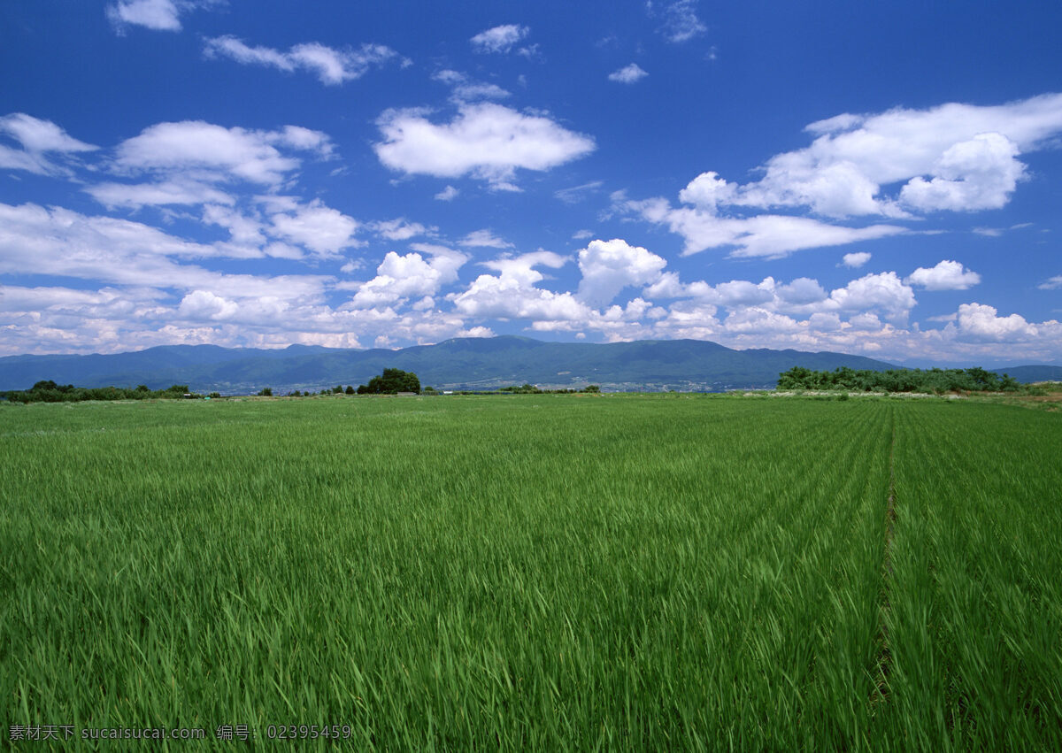 蓝天下的稻田 稻田 水田 田野 田园 乡村 农村 田园风光 蓝天 白云 自然风景 山水 自然景观