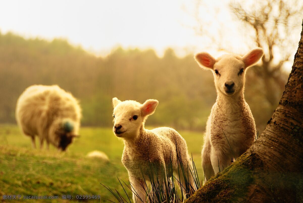 羔羊 羊 年轻的 树 绵羊宝宝 动物 生物世界 家禽家畜