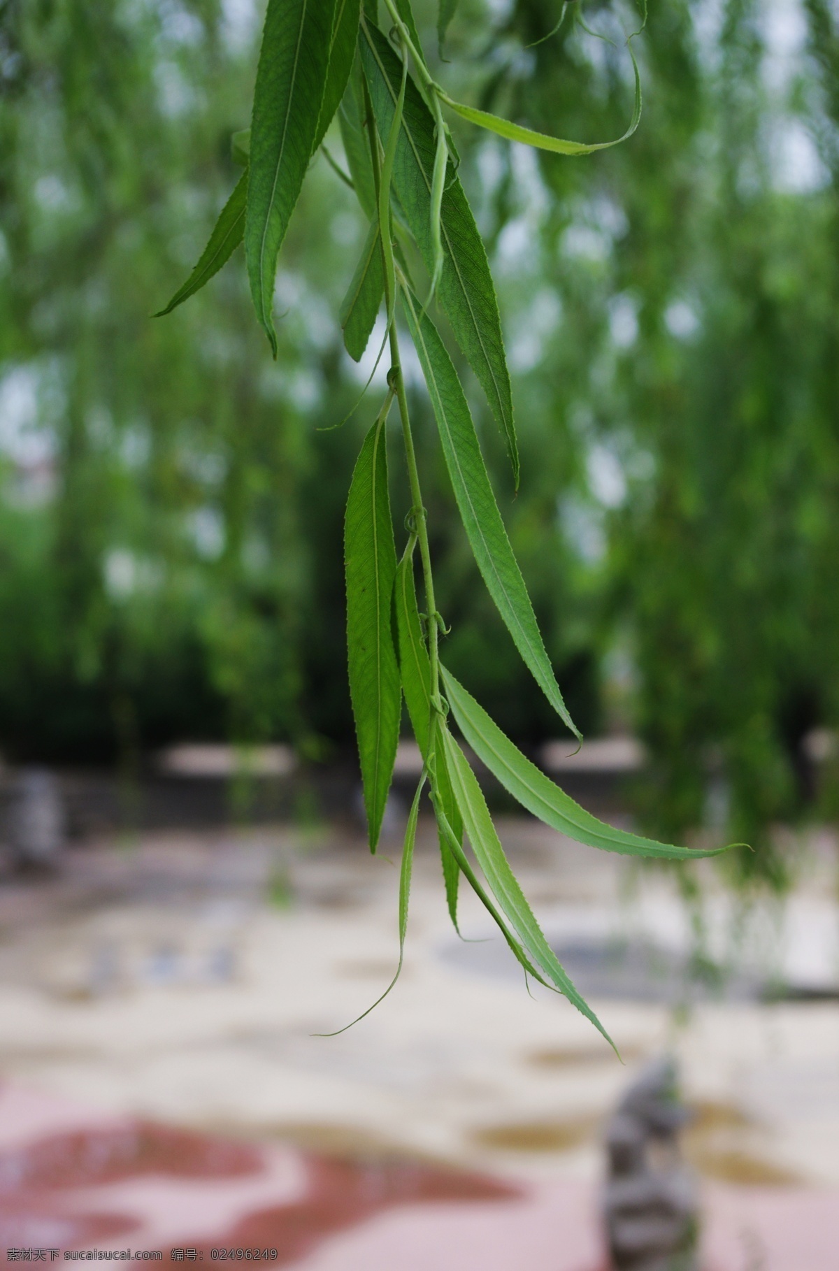 柳叶 自然 春意 绿色 树木树叶 生物世界