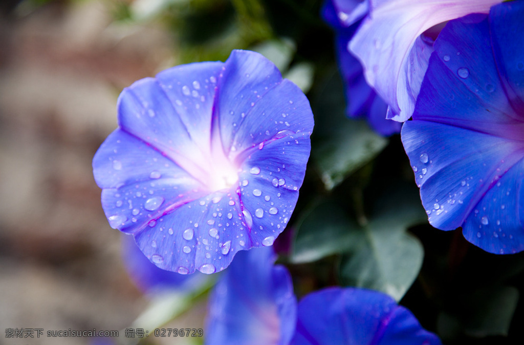 鲜艳 紫色 喇叭花 鲜花 花朵 花卉 花草 植物