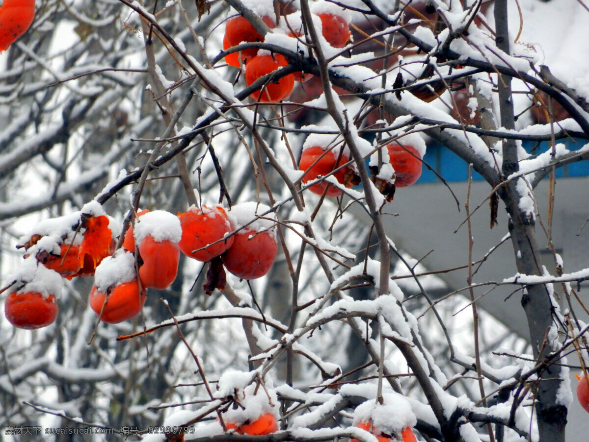 冬天柿子 柿子 冬天 柿子树 红色 白雪 水果 成熟 生物世界