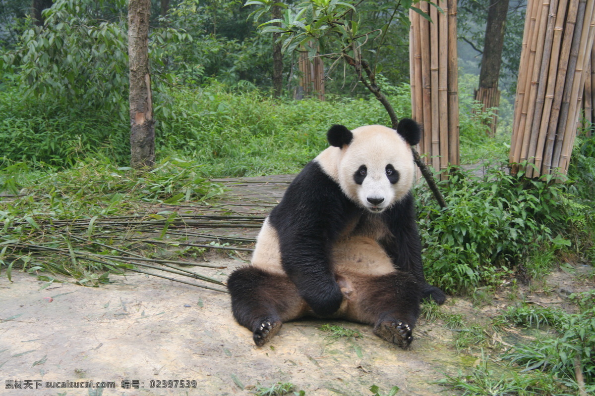 熊 猫 熊猫 国宝 大熊猫 生物世界 野生动物