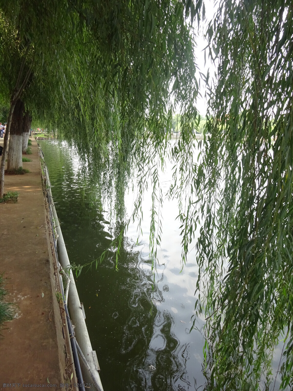 柳树 岸边 河水 垂柳 杨柳 荷花 生物世界 树木树叶
