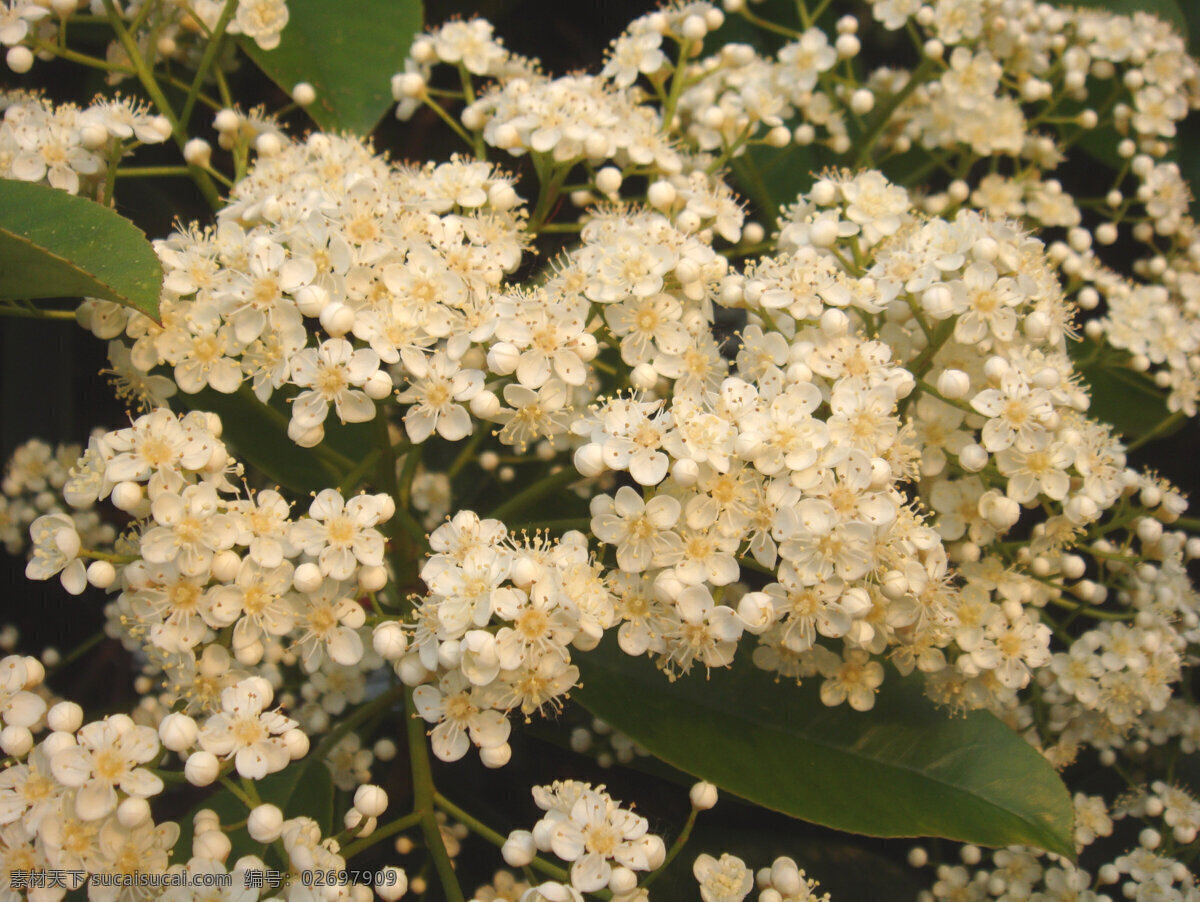 米 桂花 白色花 花草 花蕾 花心 黄色 绿叶 生物世界 米桂花 阳光明媚 矢量图 日常生活