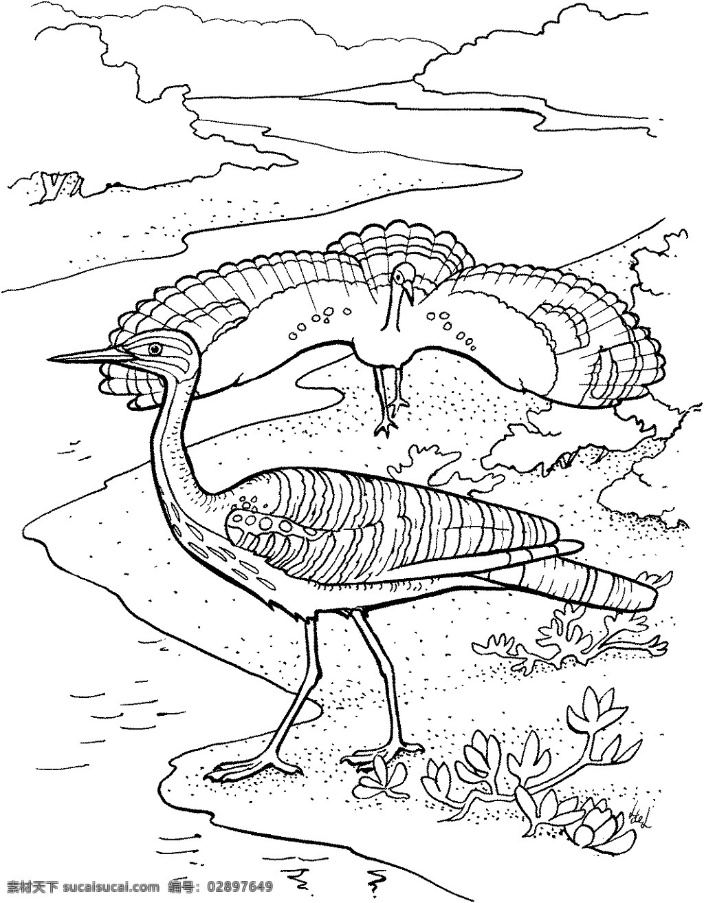 鸟类素描 动物素描 动物手绘画 设计素材 动物专辑 素描速写 书画美术 白色
